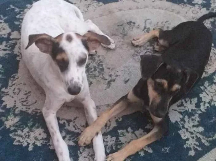 Cachorro ra a Sem raca idade 1 ano nome Snoop e Neguinha