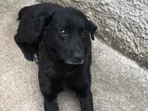 Cachorro raça Labrador idade 6 ou mais anos nome Negão