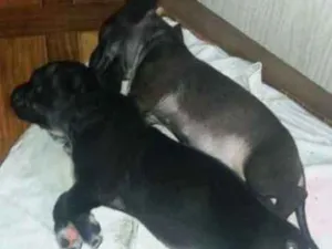 Cachorro raça Mistura  idade 2 a 6 meses nome Elga e  Aladim 