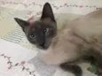Samantha