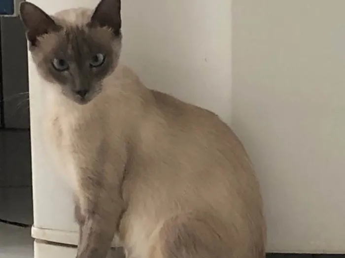 Gato ra a Siamês  idade 1 ano nome Samantha 