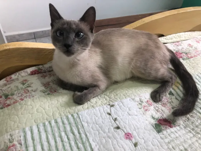 Gato ra a Siamês  idade 1 ano nome Samantha 