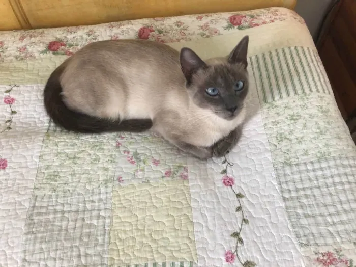 Gato ra a Siamês  idade 1 ano nome Samantha 