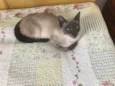 Samantha
