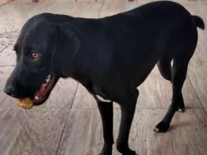 Cachorro raça Sem definição idade 7 a 11 meses nome Lindinha