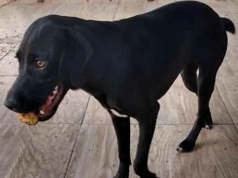 Cachorro ra a Sem definição idade 7 a 11 meses nome Lindinha