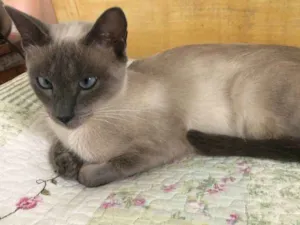 Gato raça Siamês  idade 1 ano nome Samantha 