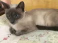 Samantha