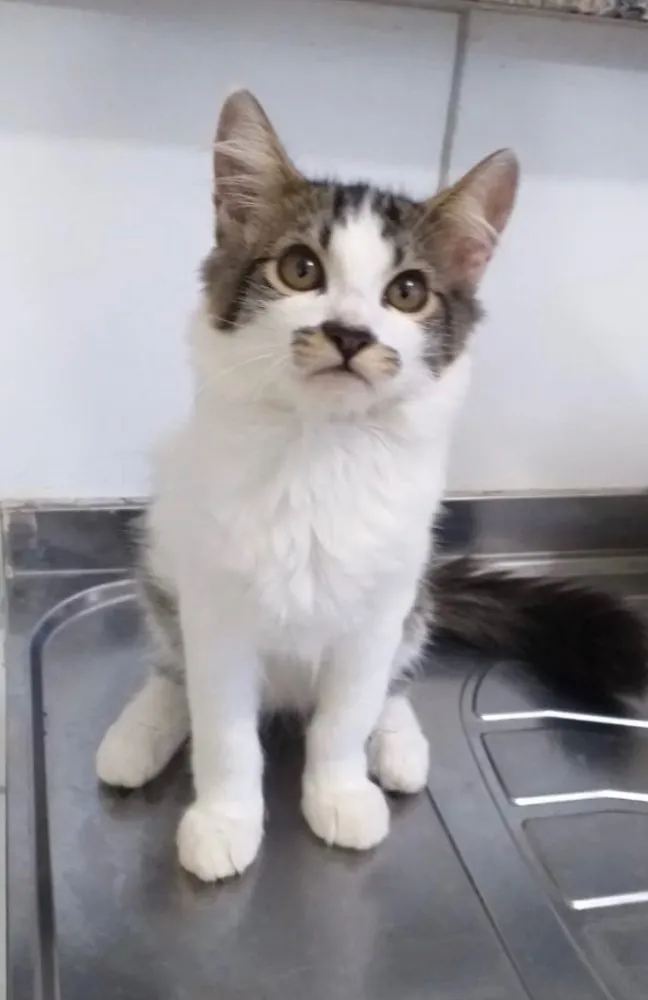 Gato ra a SRD idade 2 a 6 meses nome Tody 