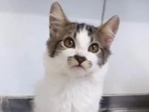 Gato raça SRD idade 2 a 6 meses nome Tody 