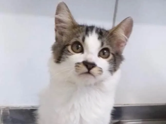 Gato ra a SRD idade 2 a 6 meses nome Tody 