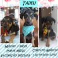 Tadeu