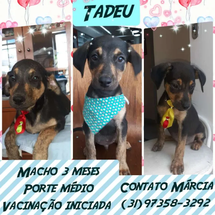 Cachorro raça Srd idade 2 a 6 meses nome Tadeu