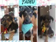 Tadeu