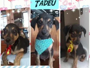 Cachorro raça Srd idade 2 a 6 meses nome Tadeu