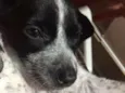 Suzi 