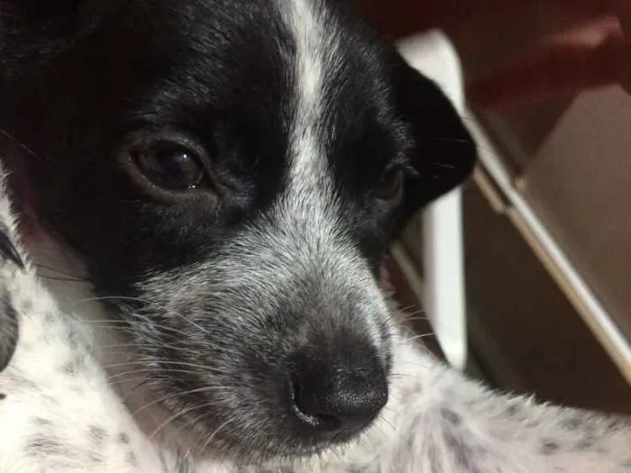 Cachorro ra a Indefinida idade 2 a 6 meses nome Suzi 