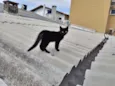 Gatinho preto