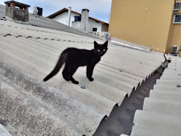 Gato raça SRD idade 2 a 6 meses nome Gatinho preto