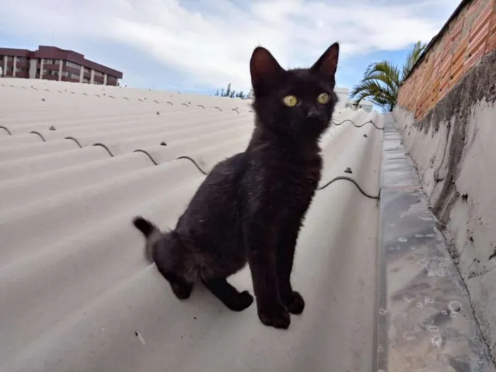Gato raça SRD idade 2 a 6 meses nome Gatinho preto