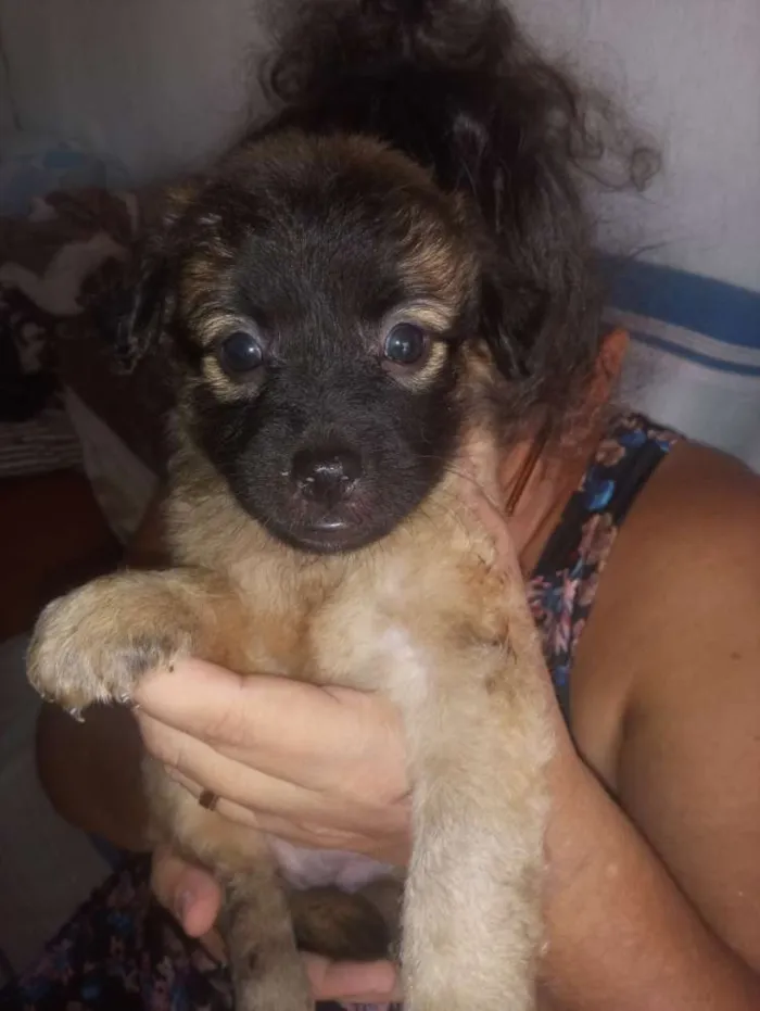Cachorro raça Srd idade Abaixo de 2 meses nome Sem nome