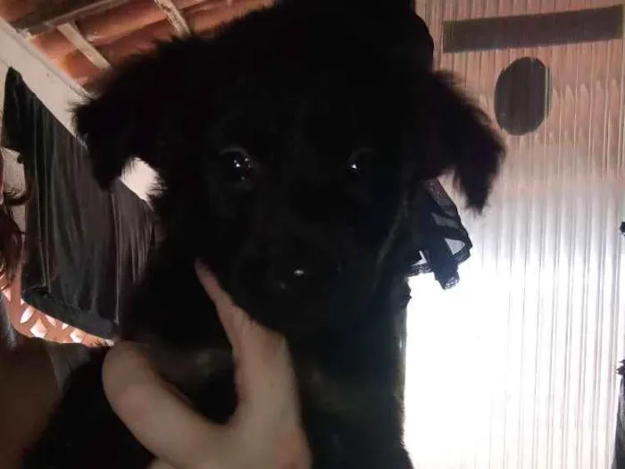 Cachorro raça Srd idade Abaixo de 2 meses nome Sem nome