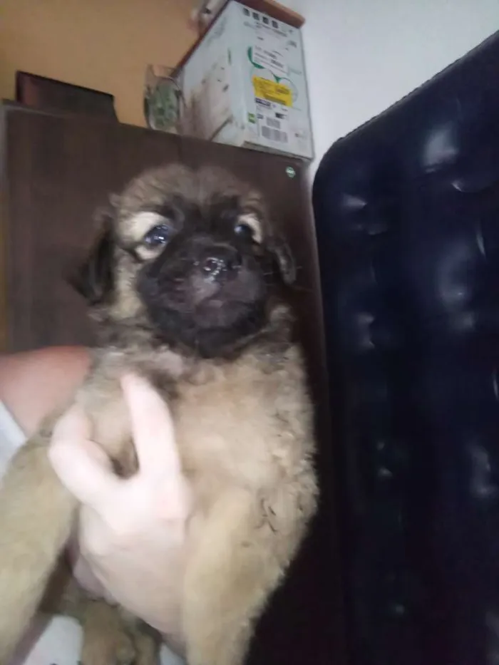 Cachorro raça Srd idade Abaixo de 2 meses nome Sem nome