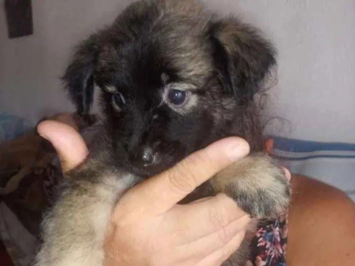 Cachorro raça Srd idade Abaixo de 2 meses nome Sem nome