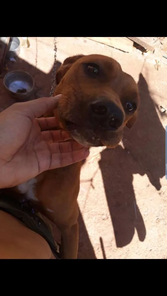 Cachorro ra a  idade  nome Esmeralda 