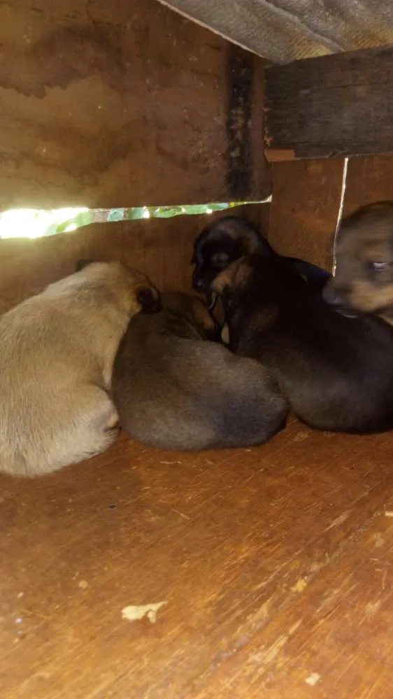 Cachorro raça Vira lata idade Abaixo de 2 meses nome Sem nome