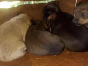 Cachorro raça Vira lata idade Abaixo de 2 meses nome Sem nome