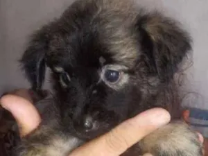 Cachorro raça Srd idade Abaixo de 2 meses nome Sem nome