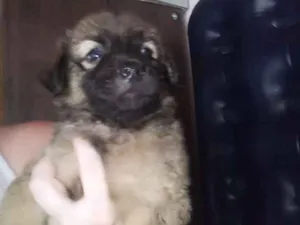 Cachorro raça Srd idade Abaixo de 2 meses nome Sem nome