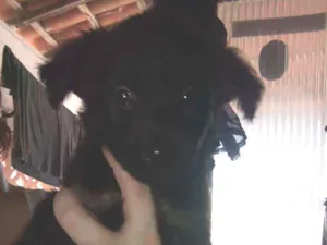 Cachorro raça Srd idade Abaixo de 2 meses nome Sem nome