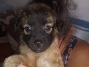 Cachorro raça Srd idade Abaixo de 2 meses nome Sem nome