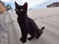 Gatinho preto