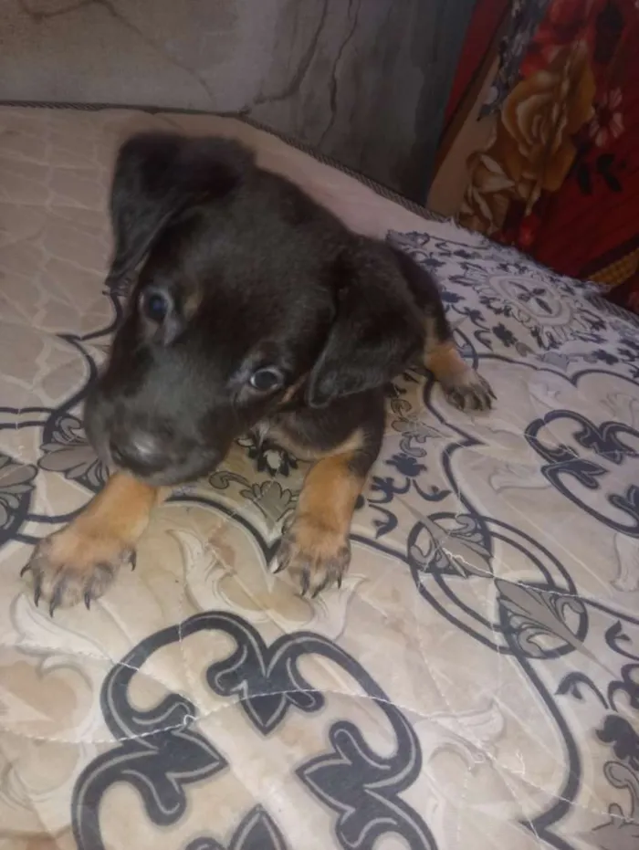 Cachorro raça Srd idade Abaixo de 2 meses nome Sem nome