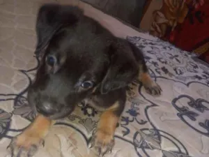 Cachorro raça Srd idade Abaixo de 2 meses nome Sem nome