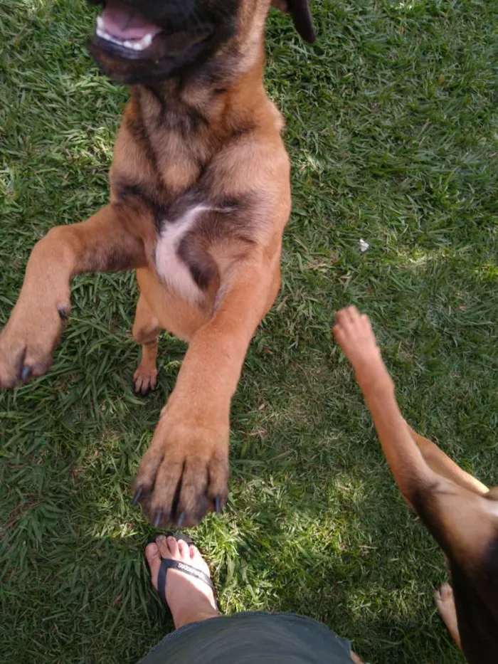 Cachorro raça Mestiça idade 2 a 6 meses nome Nina