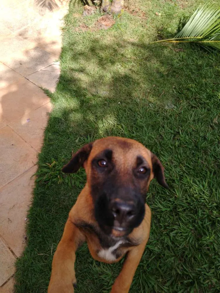 Cachorro raça Mestiça idade 2 a 6 meses nome Nina