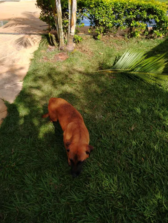Cachorro raça Mestiça idade 2 a 6 meses nome Nina