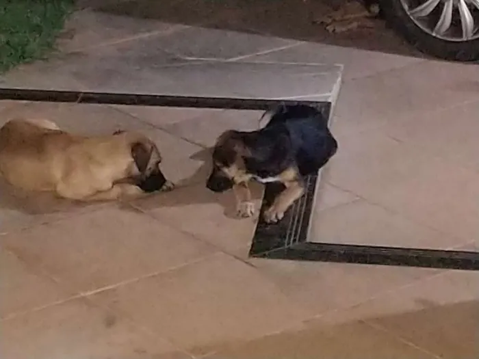 Cachorro raça Mestiça idade 2 a 6 meses nome Nina