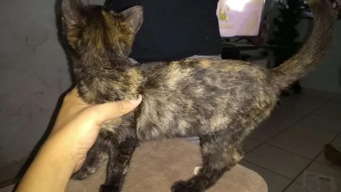 Gato ra a Srd idade 2 a 6 meses nome Luna Maria 