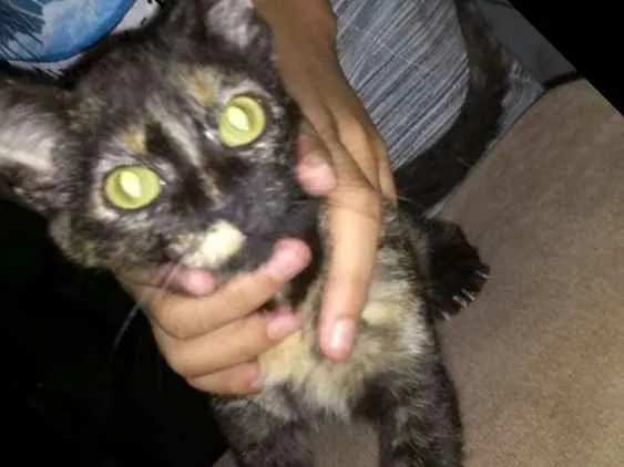 Gato ra a Srd idade 2 a 6 meses nome Luna Maria 