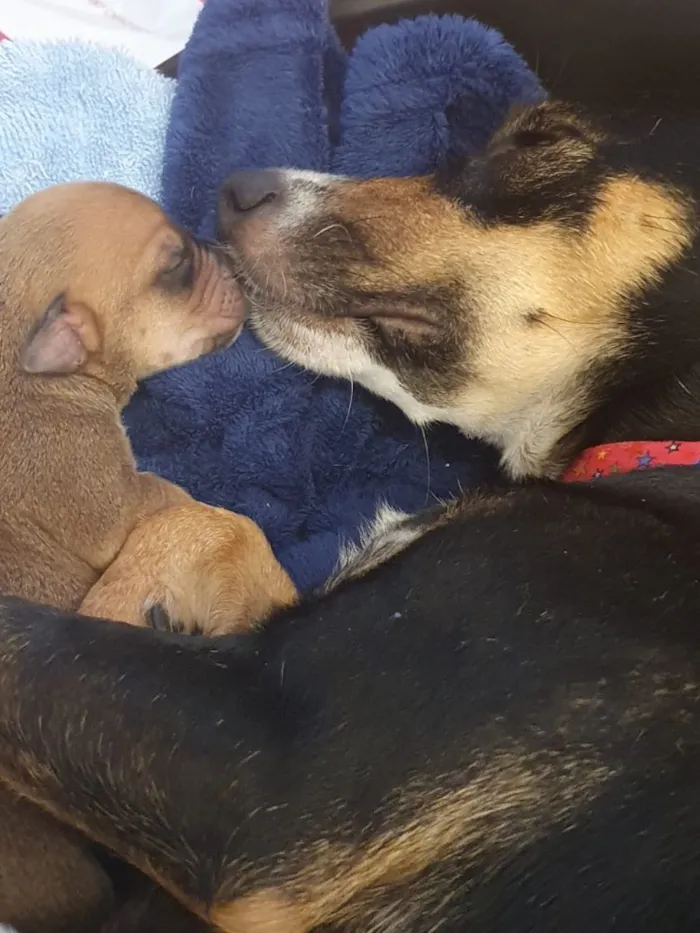 Cachorro ra a SRD idade Abaixo de 2 meses nome Sem nome