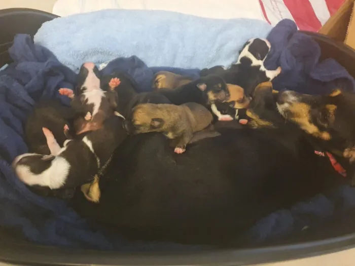 Cachorro ra a SRD idade Abaixo de 2 meses nome Sem nome