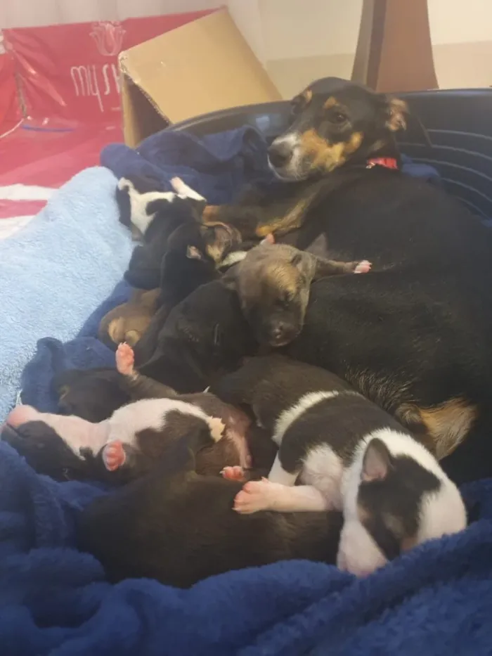 Cachorro ra a SRD idade Abaixo de 2 meses nome Sem nome