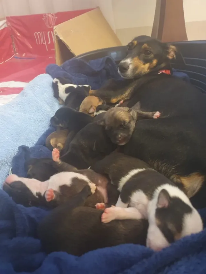 Cachorro ra a SRD idade Abaixo de 2 meses nome Sem nome