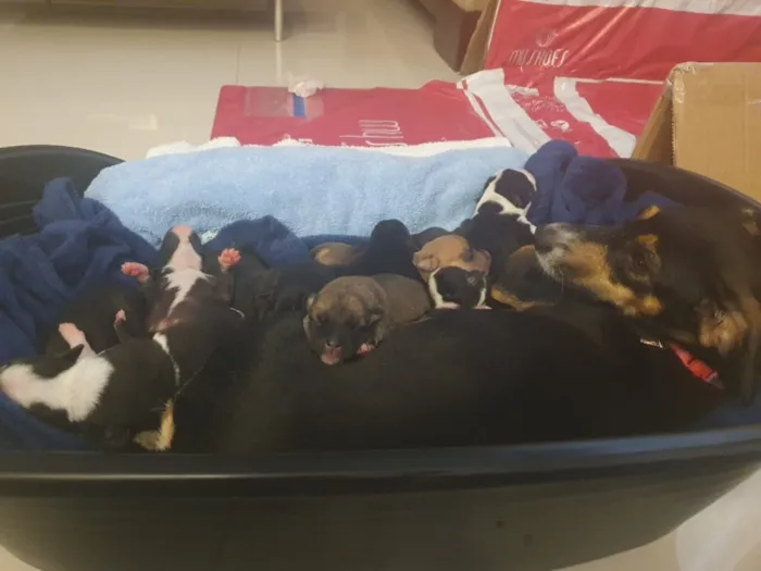 Cachorro ra a SRD idade Abaixo de 2 meses nome Sem nome