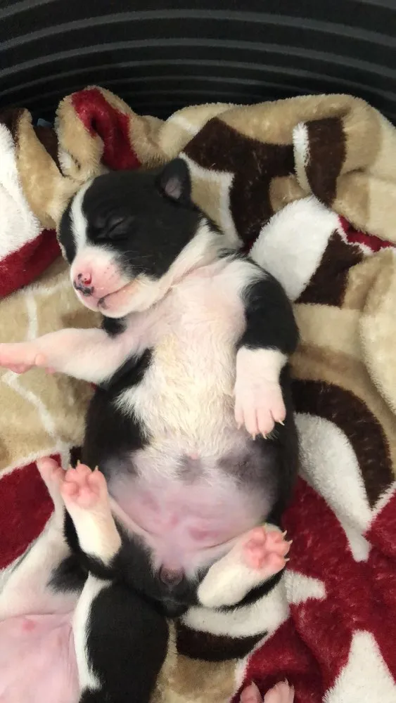 Cachorro ra a SRD idade Abaixo de 2 meses nome Sem nome